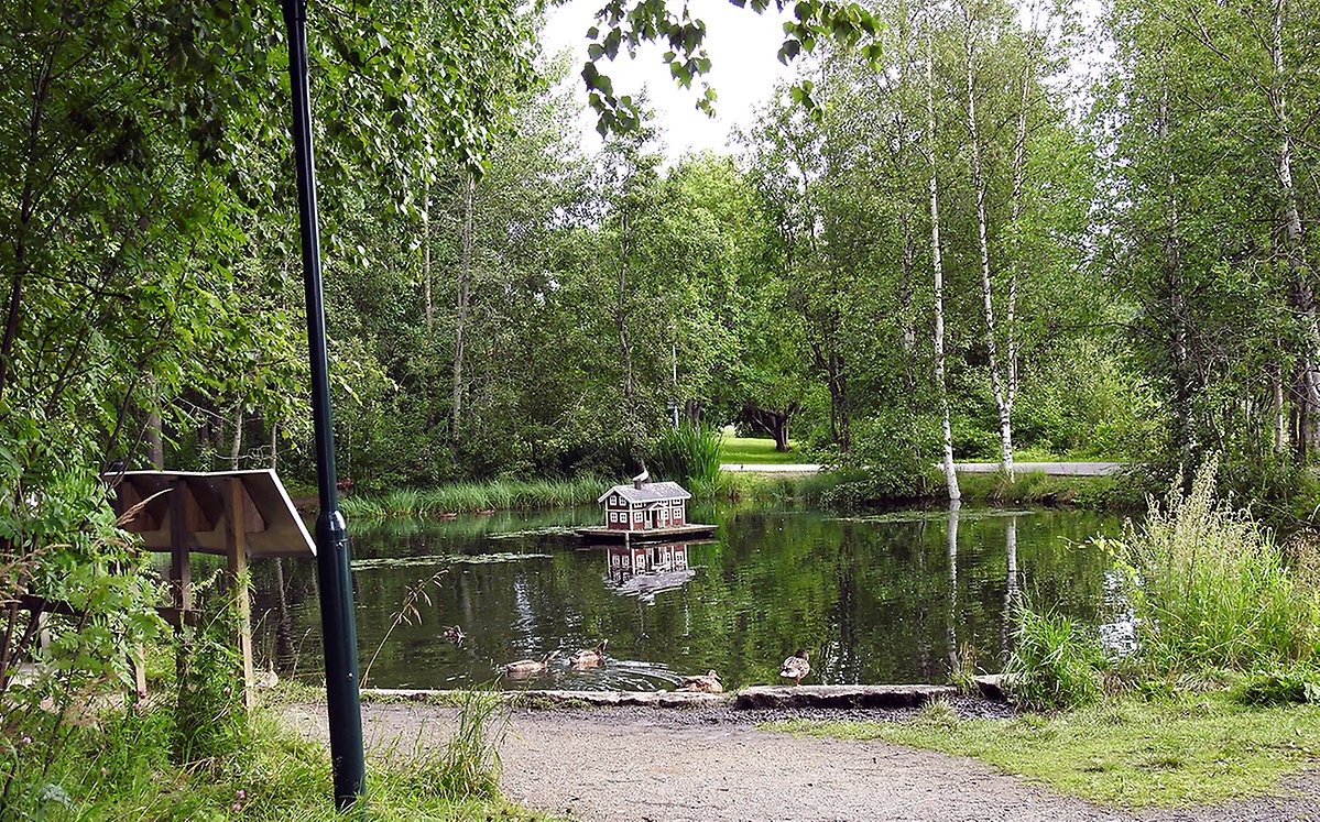 Bild på dammen i seminarieparken. Mitt i dammen flyter ett liten hus där det sitter en skrattmås på taken. I förgrunden simmar några gräsandshonor